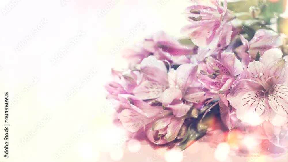 Alstroemeria pink on a pink background. The spring theme. Video template.