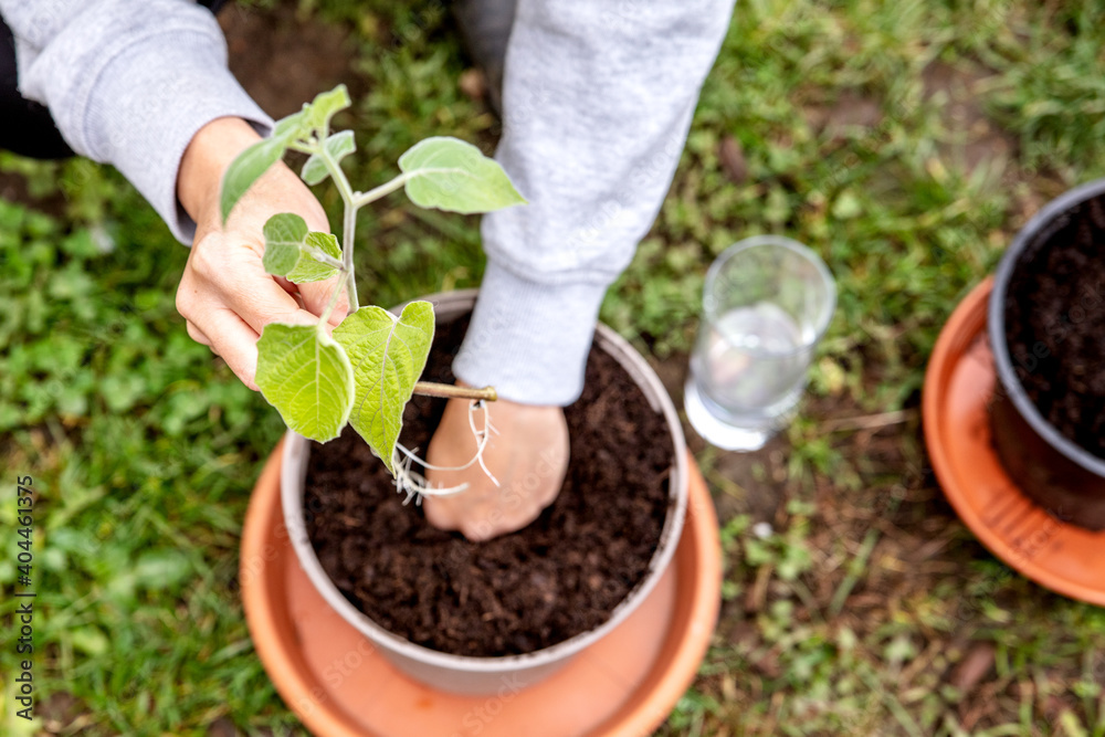 Ταπετσαρία Woman planting and grafting a offshoot physalis plant into a pot