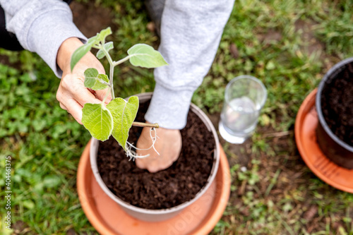Woman planting and grafting a offshoot physalis plant into a pot