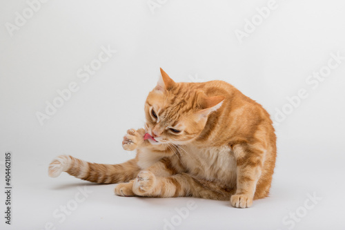 A Beautiful Domestic Orange Striped cat laying down and cleaning itself tongue out in strange, weird, funny positions. Animal portrait against white background. © Diogo Oliveira