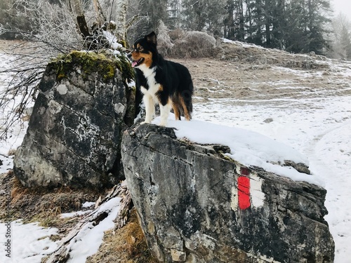 Australien Shepherd - australischer Hirtenhund photo