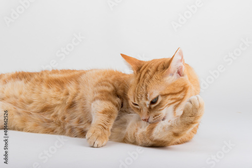 Fototapeta Naklejka Na Ścianę i Meble -  A Beautiful Domestic Orange Striped cat laying down and cleaning itself tongue out in strange, weird, funny positions. Animal portrait against white background.