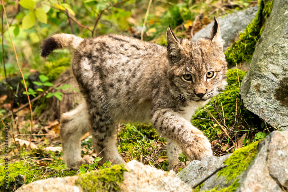 Lynx in green forest with tree trunk. Wildlife scene from nature. Playing Eurasian lynx, animal behaviour in habitat. Wild cat from Germany. Wild Bobcat between the trees Lynx in green forest with tree trunk. Wildlife scene from nature. Playing Eurasian lynx, animal behaviour in habitat. Wild cat from Germany. Wild Bobcat between the trees