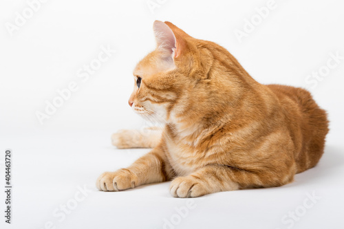 A Beautiful Domestic Orange Striped cat laying down in strange, weird, funny positions. Animal portrait against white background. © Diogo Oliveira