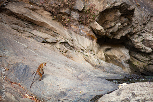 A monkey playing on a mountain stone.