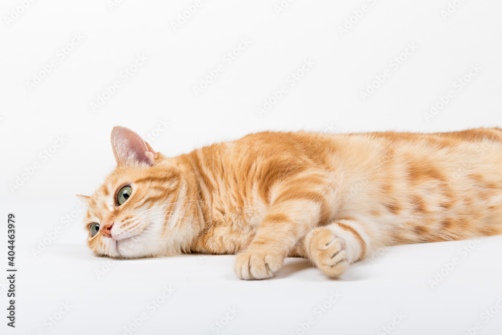A Beautiful Domestic Orange Striped cat laying down in strange, weird, funny positions. Animal portrait against white background. A Beautiful Domestic Orange Striped cat laying down in strange, weird, funny positions. Animal portrait against white background.