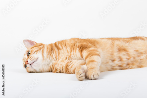 Fototapeta Naklejka Na Ścianę i Meble -  A Beautiful Domestic Orange Striped cat laying down in strange, weird, funny positions. Animal portrait against white background.