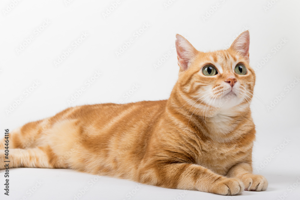 A Beautiful Domestic Orange Striped cat laying down in strange, weird, funny positions. Animal portrait against white background. A Beautiful Domestic Orange Striped cat laying down in strange, weird, funny positions. Animal portrait against white background.