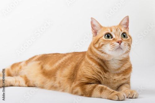 A Beautiful Domestic Orange Striped cat laying down in strange, weird, funny positions. Animal portrait against white background.