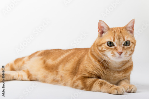 A Beautiful Domestic Orange Striped cat laying down in strange  weird  funny positions. Animal portrait against white background.