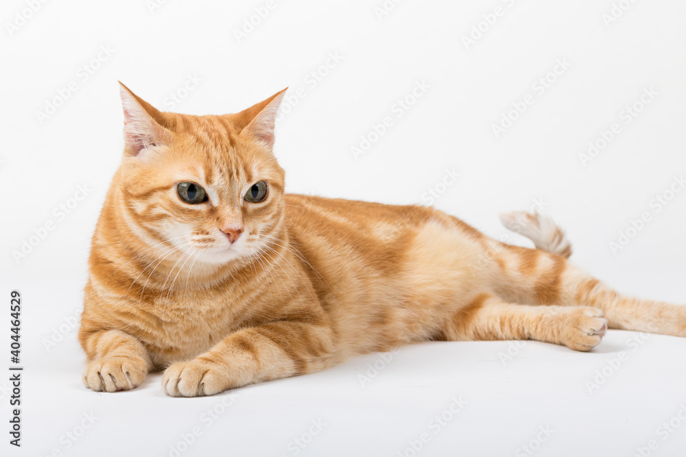 A Beautiful Domestic Orange Striped cat laying down in strange, weird, funny positions. Animal portrait against white background. A Beautiful Domestic Orange Striped cat laying down in strange, weird, funny positions. Animal portrait against white background.