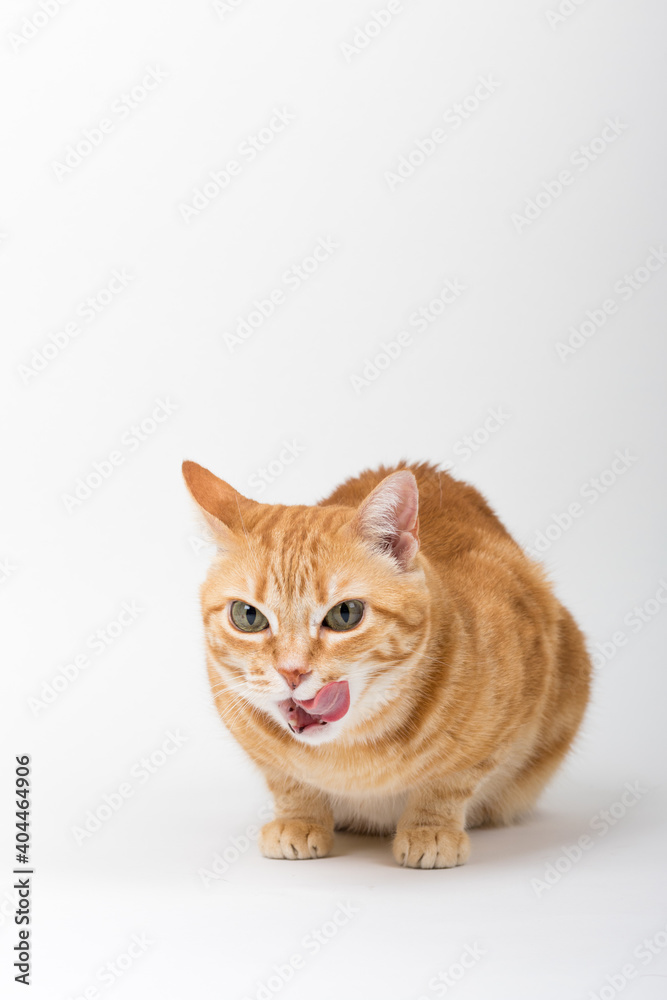 A Beautiful Domestic Orange Striped cat sitting and cleaning itself tongue out in strange, weird, funny positions. Animal portrait against white background.