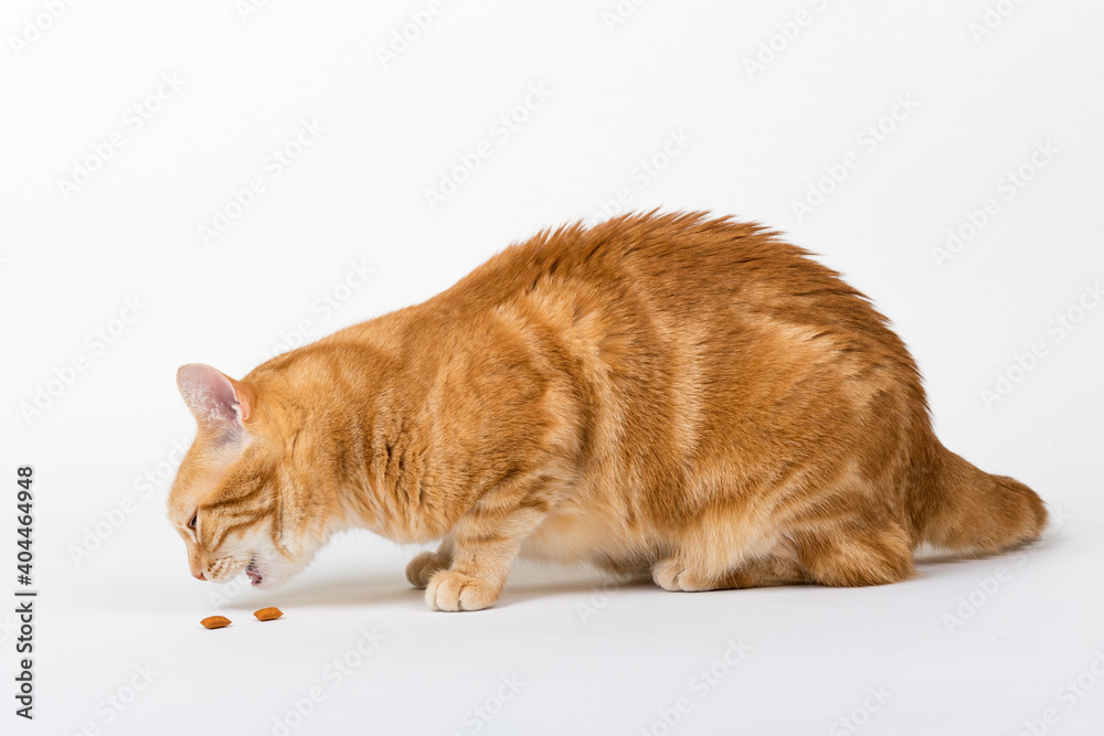 A Beautiful Domestic Orange Striped cat eating cat food snacks in strange, weird, funny positions. Animal portrait against white background. A Beautiful Domestic Orange Striped cat eating cat food snacks in strange, weird, funny positions. Animal portrait against white background.