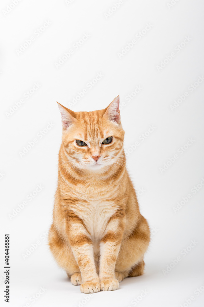 A Beautiful Domestic Orange Striped cat sitting in strange, weird, funny position. Animal portrait against white background. A Beautiful Domestic Orange Striped cat sitting in strange, weird, funny position. Animal portrait against white background.