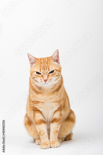 A Beautiful Domestic Orange Striped cat sitting in strange, weird, funny position. Animal portrait against white background.