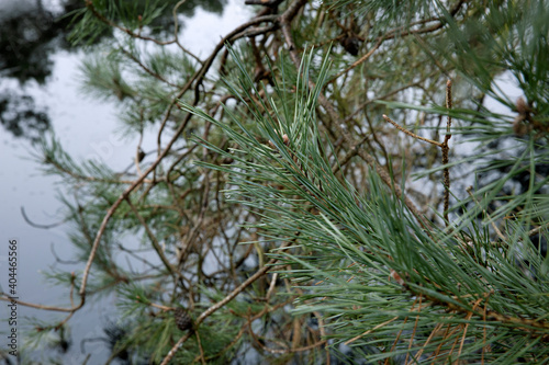 Pine needles and waterdrops. Brandeveen Uffelte Drenthe Netherlands. Holtingerveld. Forest