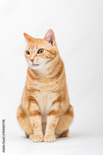 A Beautiful Domestic Orange Striped cat sitting and cleaning itself tongue out in strange, weird, funny positions. Animal portrait against white background. © Diogo Oliveira