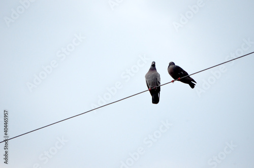 Pigeons sur câble