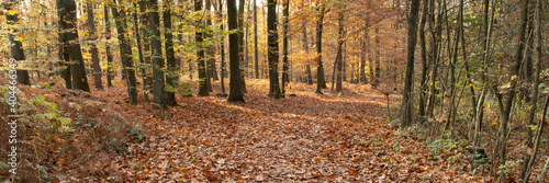 Weg durch den Herbstwald, Naturschutzgebiet Beversee, Bergkamen, Nordrhein-Westfalen, Deutschland
