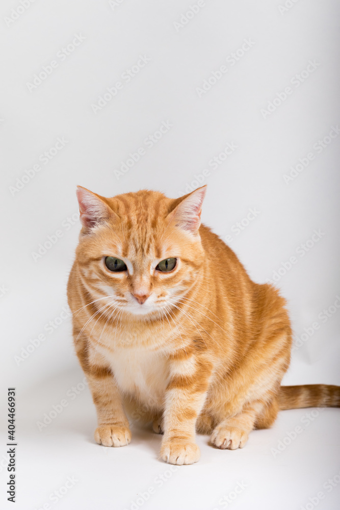 Obraz premium A Beautiful Domestic Orange Striped cat sitting in strange, weird, funny position. Animal portrait against white background.