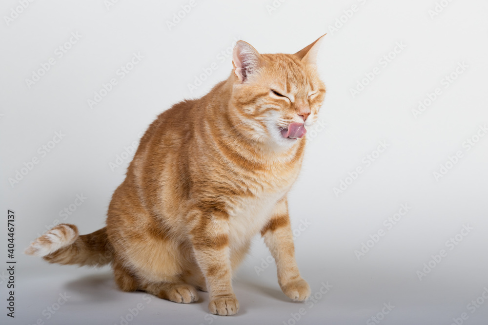 A Beautiful Domestic Orange Striped cat sitting and cleaning itself tongue out in strange, weird, funny positions. Animal portrait against white background. A Beautiful Domestic Orange Striped cat sitting and cleaning itself tongue out in strange, weird, funny positions. Animal portrait against white background.