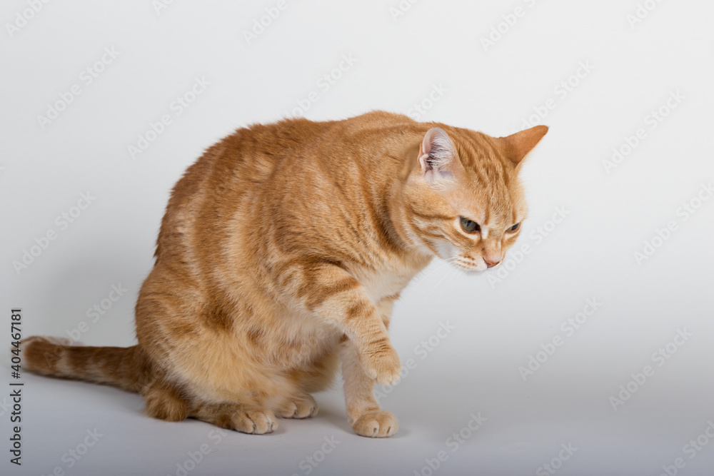 A Beautiful Domestic Orange Striped cat sitting and cleaning itself tongue out in strange, weird, funny positions. Animal portrait against white background.