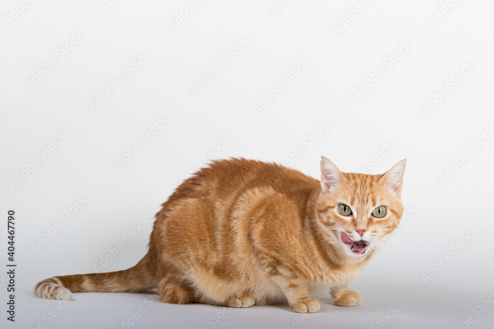 A Beautiful Domestic Orange Striped cat sitting with open mouth and tongue out in strange, weird, funny positions. Animal portrait against white background. A Beautiful Domestic Orange Striped cat sitting with open mouth and tongue out in strange, weird, funny positions. Animal portrait against white background.