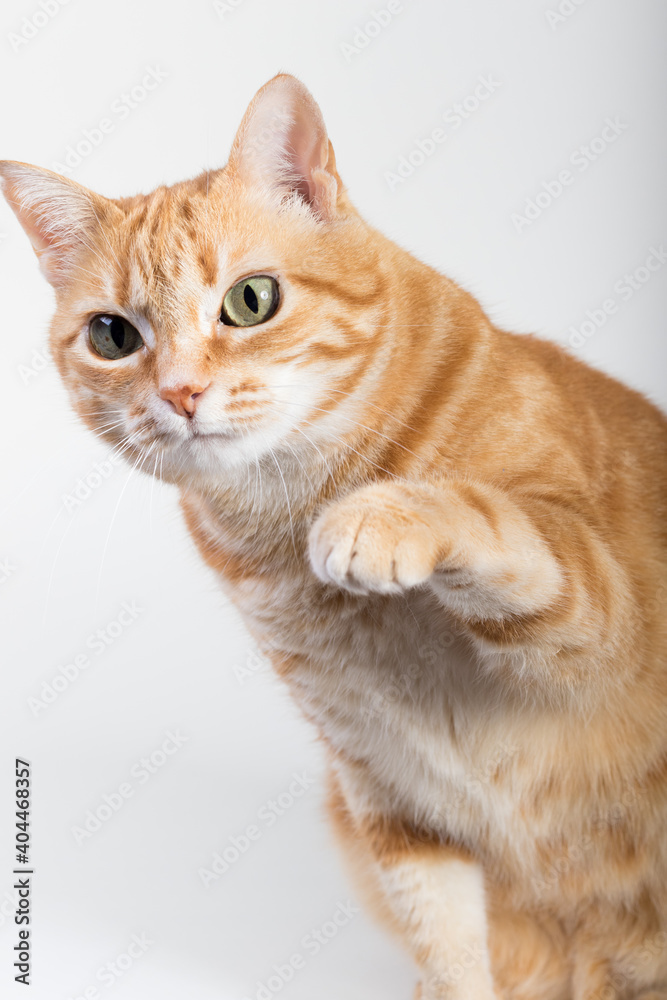 Obraz premium A Beautiful Domestic Orange Striped cat sitting in strange, weird, funny position. Animal portrait against white background.