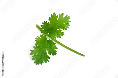 Coriandrum sativum leaves on white background.