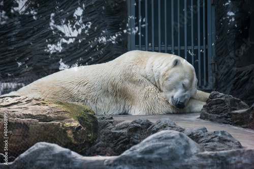 Polar bear is sleeping in Prague Zoo