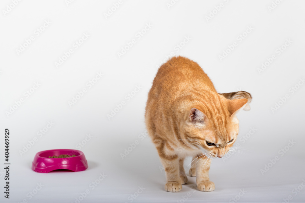 Φωτογραφία A Beautiful Domestic Orange Striped cat sitting in strange, weird, funny position with food dish by its side
