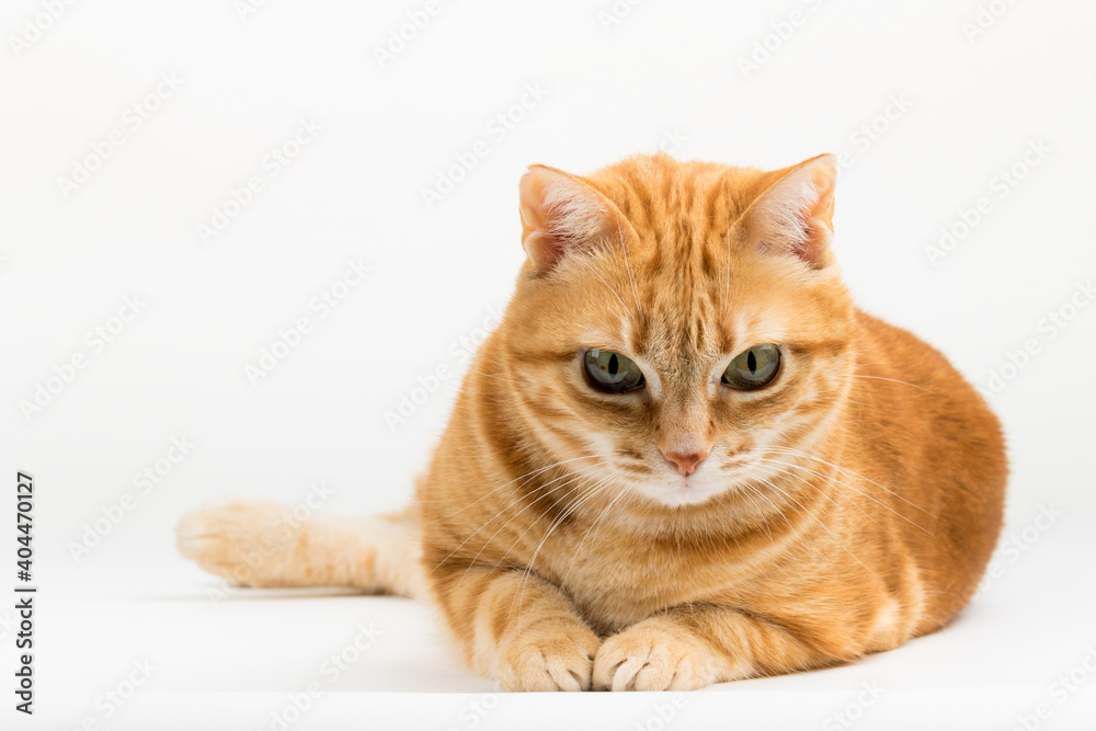 Fototapeta premium A Beautiful Domestic Orange Striped cat laying down in strange, weird, funny positions. Animal portrait against white background.