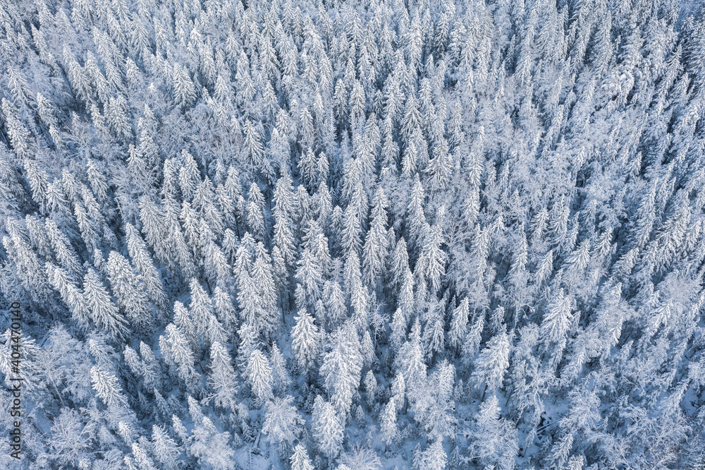 frosty northern forest in the snow view from the top from a drone, texture frosty northern forest in the snow view from the top from a drone, texture