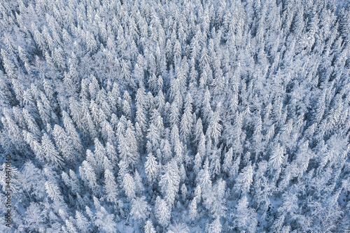 frosty northern forest in the snow view from the top from a drone, texture
