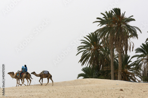Tunisia. Kebili. Camels. Pets. Camel Driver © Алексей Смышляев