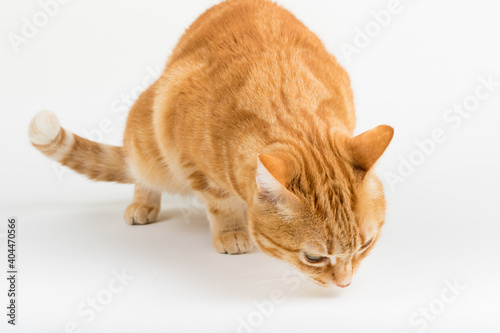 A Beautiful Domestic Orange Striped cat sitting in strange  weird  funny position. Animal portrait against white background.