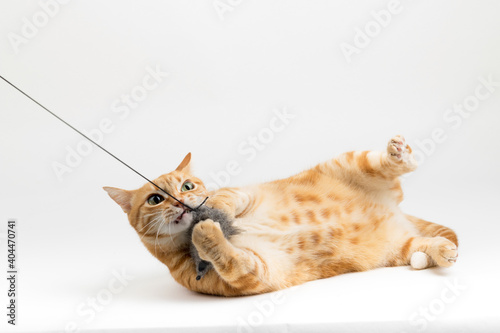 A Beautiful Domestic Orange Striped cat laying down and playing with a toy mouse in strange, weird, funny positions. Animal portrait against white background.