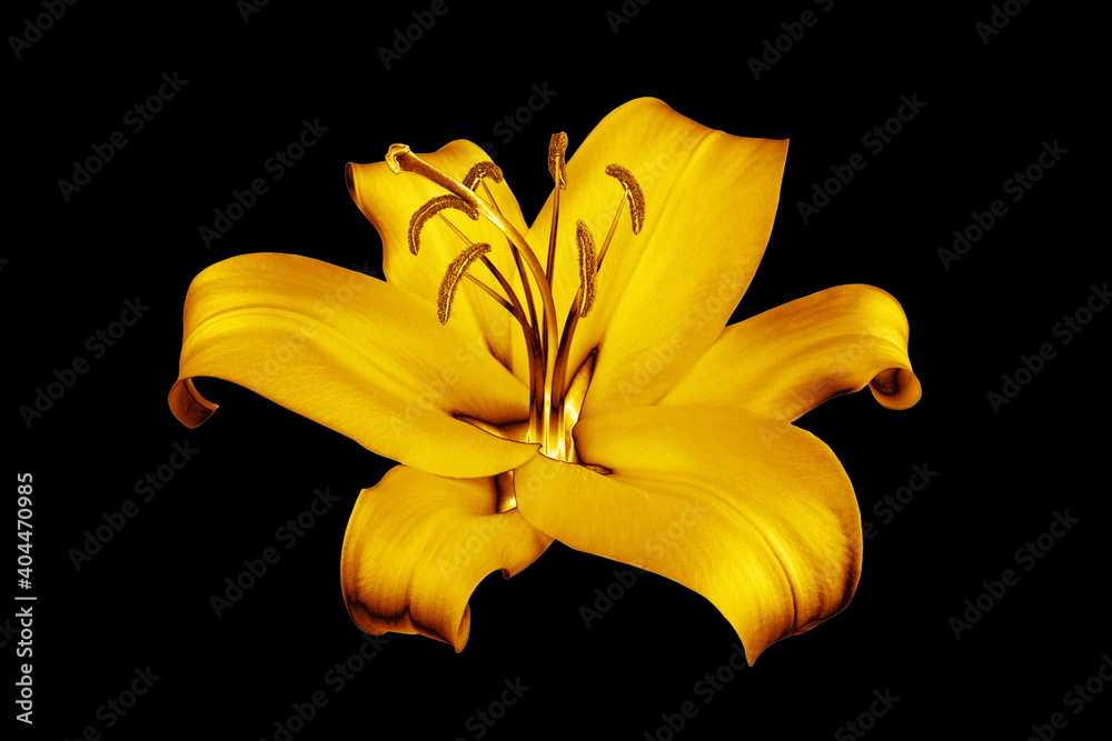 One golden lily flower black background isolated close up, beautiful single gold lilly on dark, shiny yellow metallic floral pattern, decorative design element, elegant decoration, luxury illustration - obrazy, fototapety, plakaty 