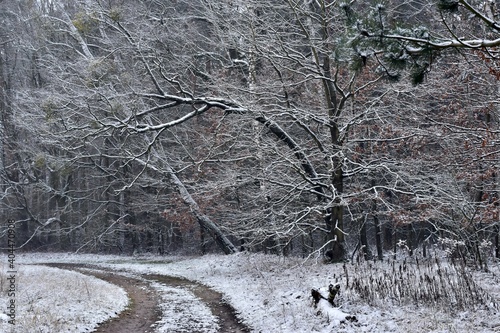 Fototapeta Naklejka Na Ścianę i Meble -  snow covered trees