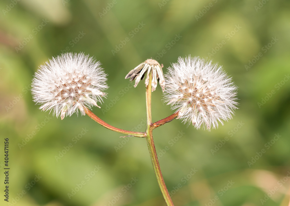 Pusteblumen Pusteblumen