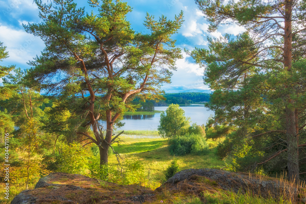 Pine tree on the shore of Lake Ladoga in Karelia, Russia on a clear sunny autumn day