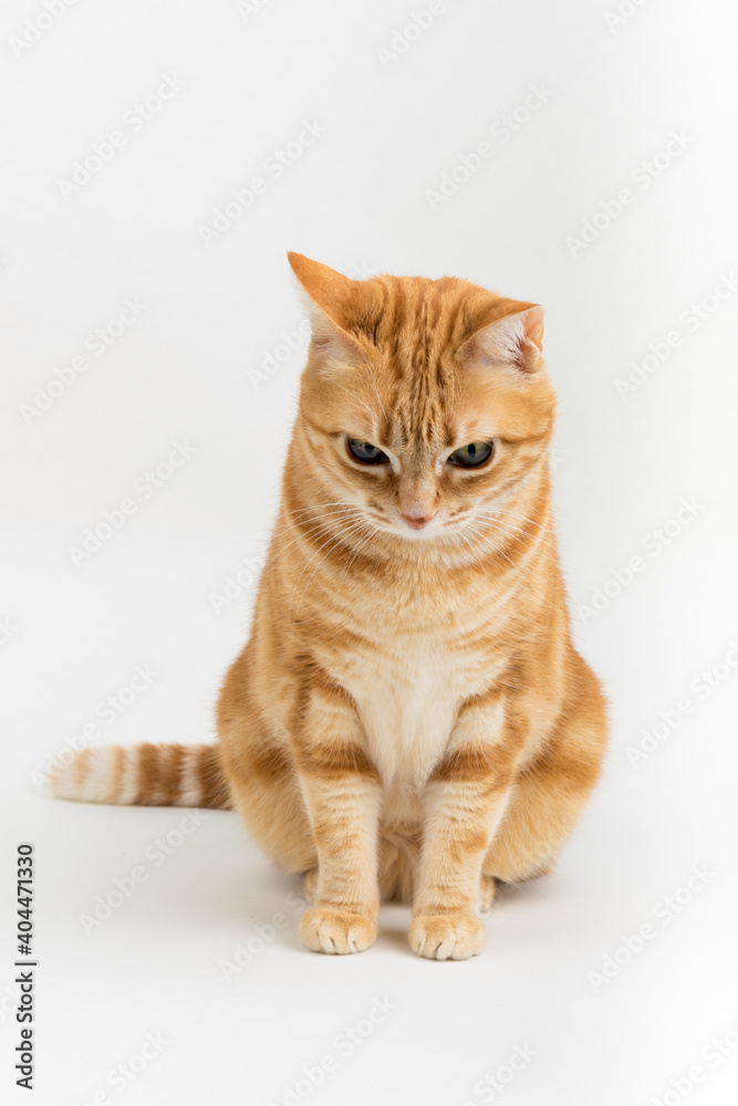 Obraz premium A Beautiful Domestic Orange Striped cat sitting in strange, weird, funny position. Animal portrait against white background.