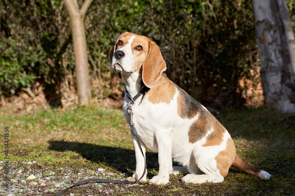 Beagle dog sitting outside on the sunny area in the garden . High quality photo
