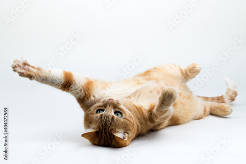 A Beautiful Domestic Orange Striped cat laying down in strange, weird, funny positions. Animal portrait against white background.