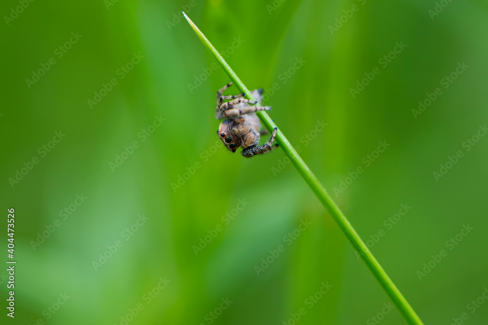 jumping spider, Salticidae. small spider with big eyes on a blurred green background. spider jumper on green grass. Super Macro High Magnification, Wildlife Insect jumping spider, Salticidae. small spider with big eyes on a blurred green background. spider jumper on green grass. Super Macro High Magnification, Wildlife Insect