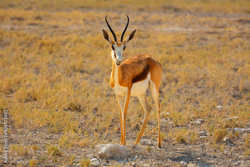 Tableau sur toile Springbok (Antidorcas marsupialis) in front view
