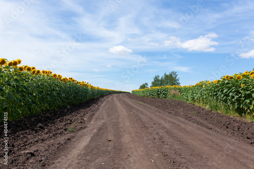 Sunflowers along a dirt road with blue sky