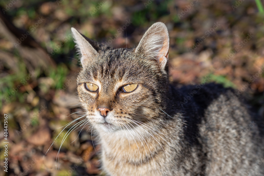 gray cat with yellow eyes. Pets in outdoor conditions