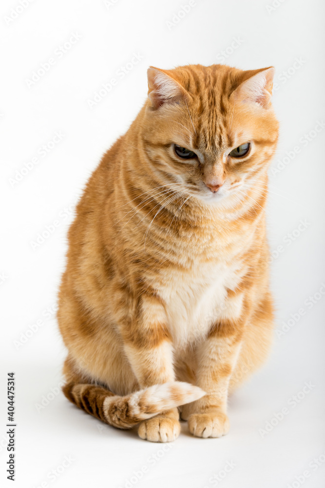 Fototapeta premium A Beautiful Domestic Orange Striped cat sitting with open mouth and tongue out in strange, weird, funny positions. Animal portrait against white background.
