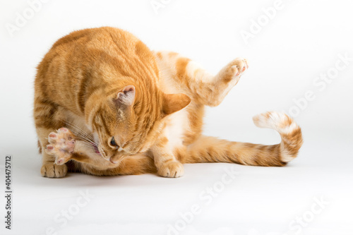 A Beautiful Domestic Orange Striped cat laying down and cleaning itself tongue out in strange, weird, funny positions. Animal portrait against white background. © Diogo Oliveira